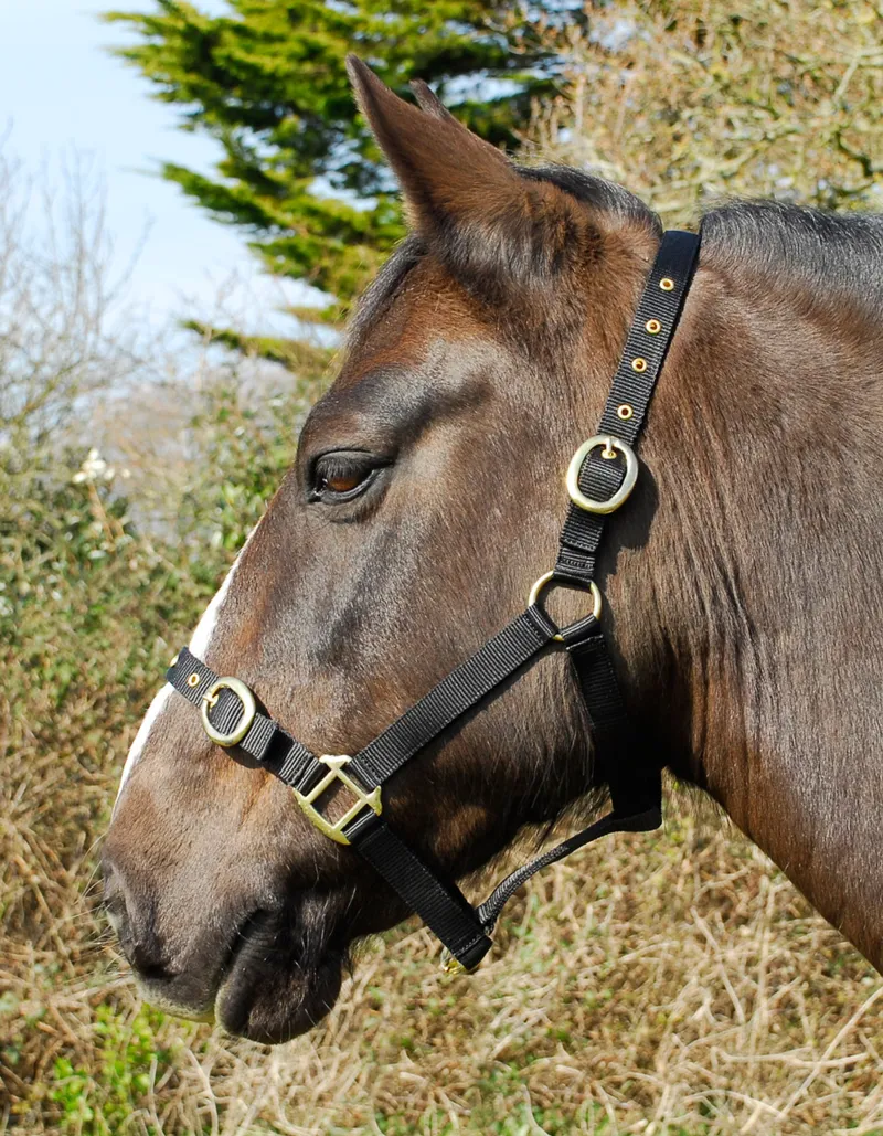 Rhinegold Nylon Headcollar Black