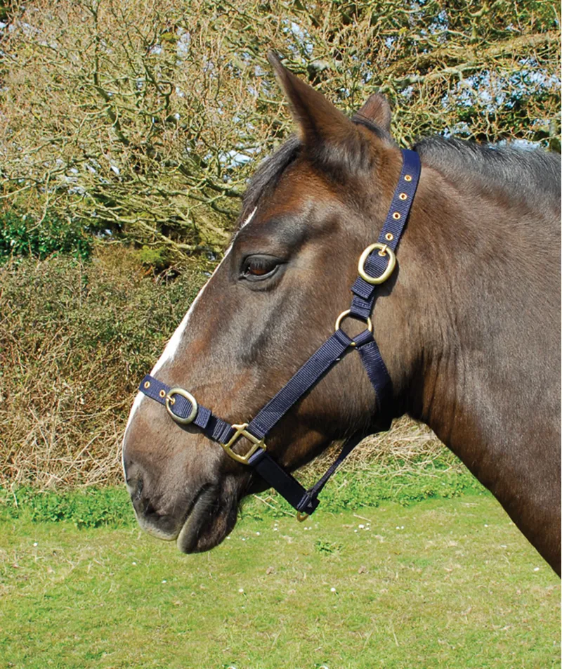 Rhinegold Nylon Headcollar Navy