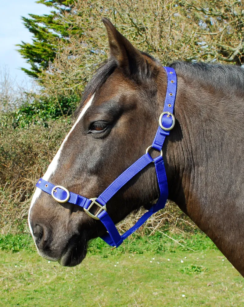 Rhinegold Nylon Headcollar Royal Blue
