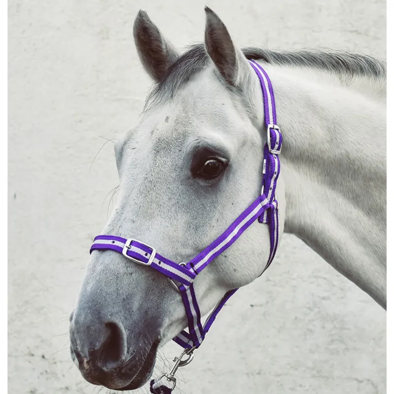Rhinegold Two Tone Nylon Headcollar Purple Lilac